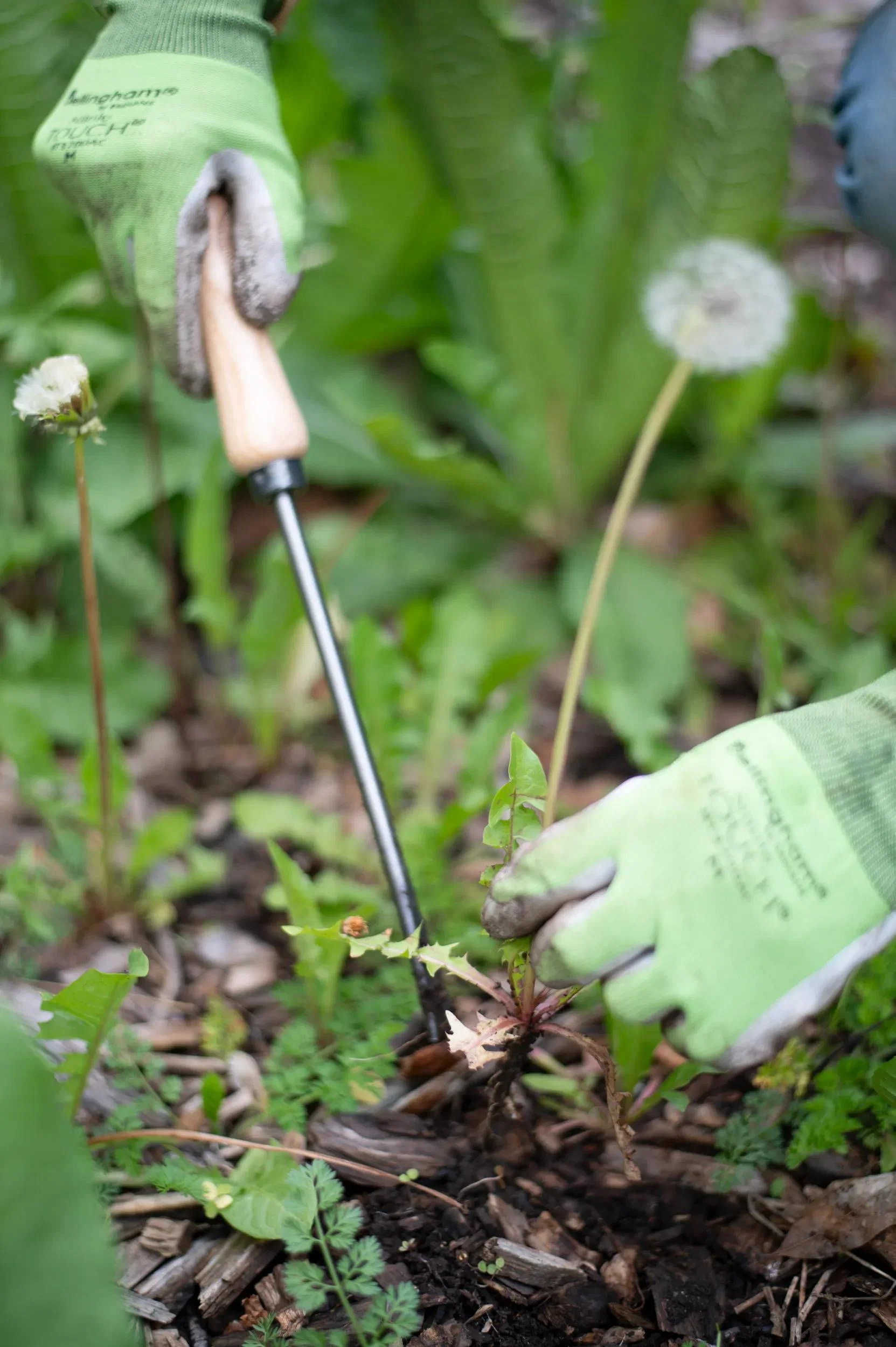 Hand-Forged Steel Dandelion Weeder with Hardwood Handle Garden Tool