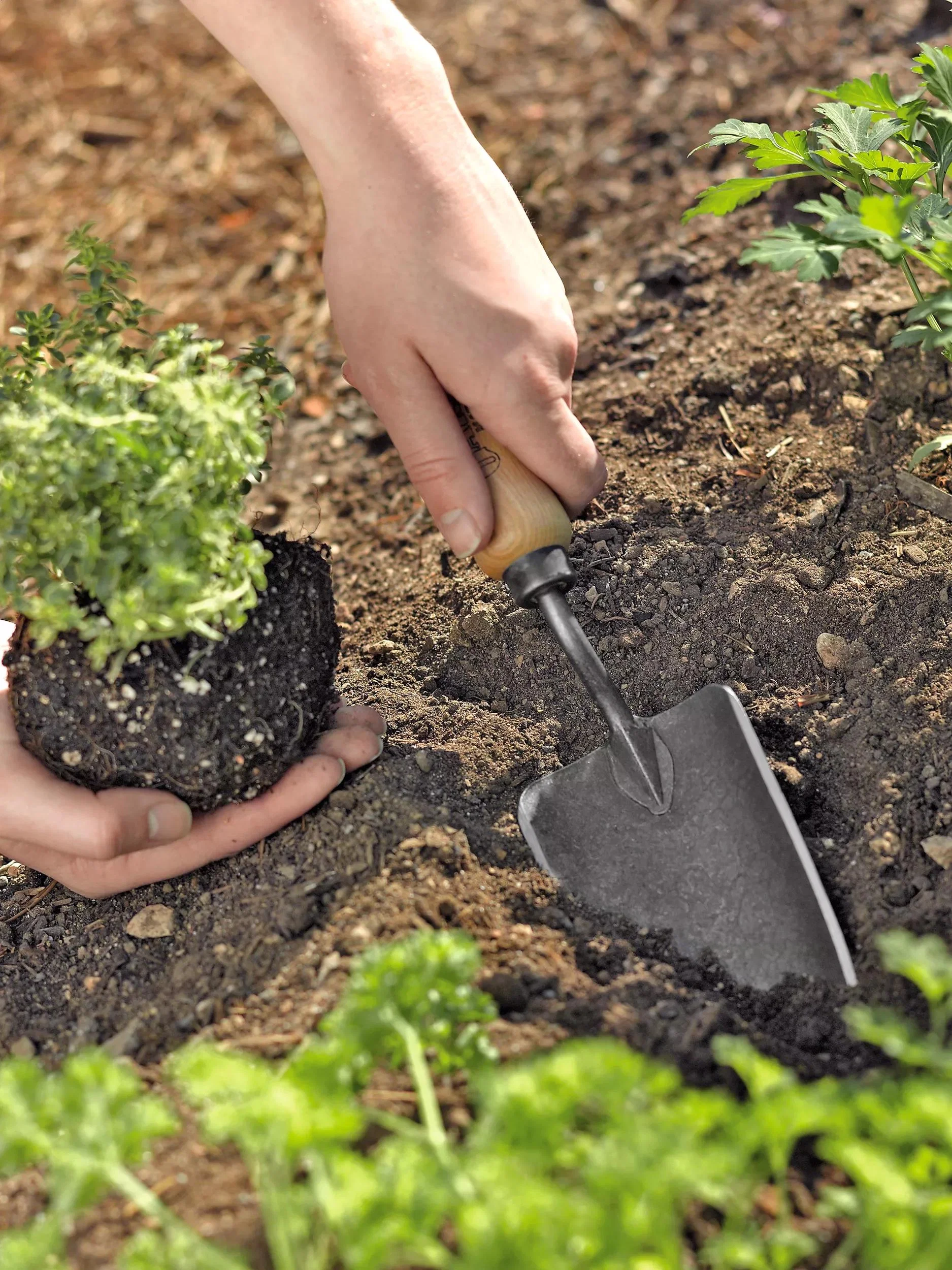 Hand-Forged High-Carbon Steel Garden Trowel with Hardwood Handle