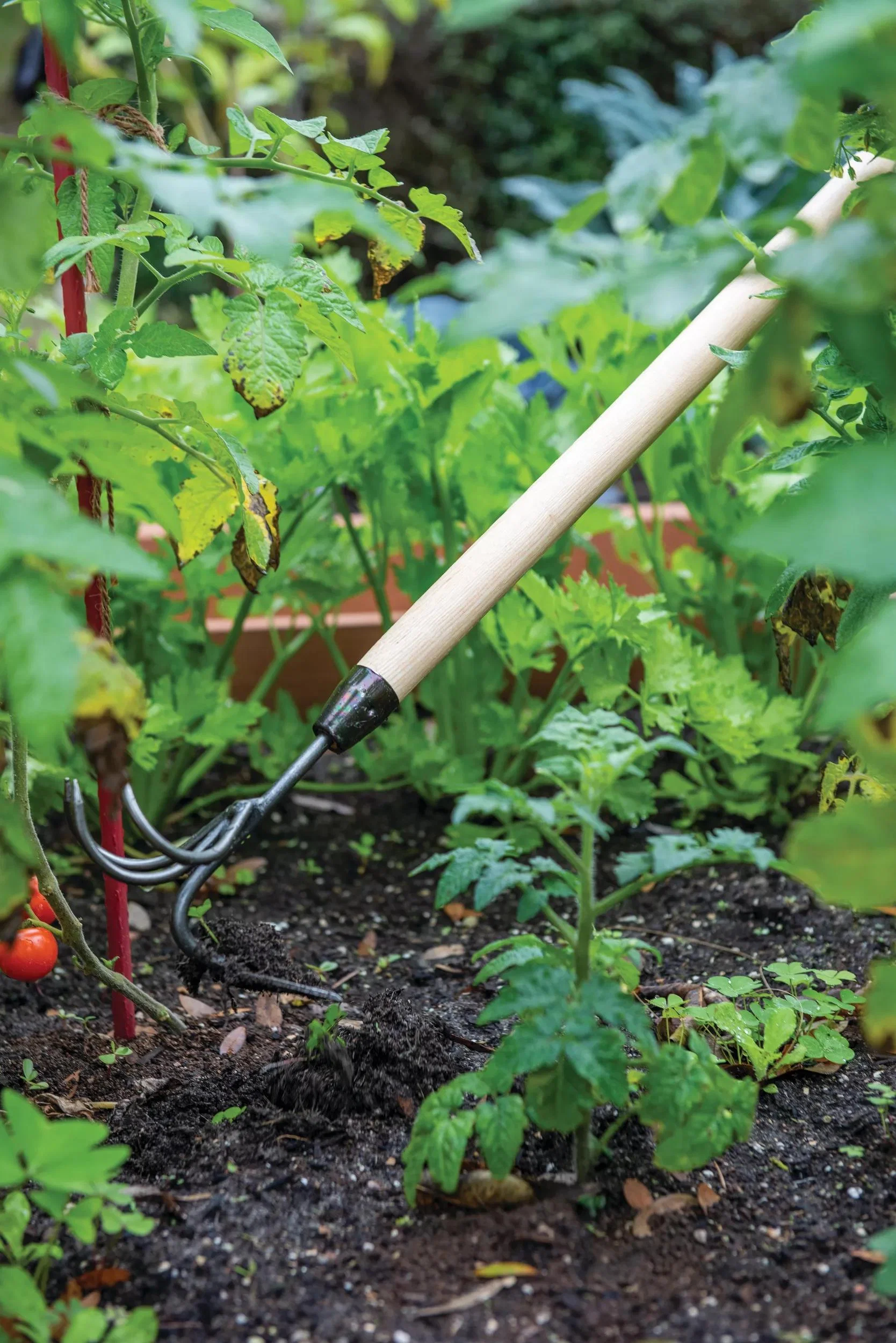 Long-Handled Double Cultivator and Hoe Garden Tool with Hardwood Handle